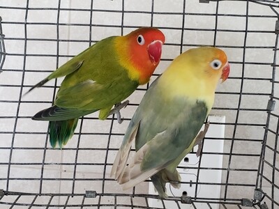 2 Lovebird Special -(  Green &amp; Yellow Face  Fishers ) FREE SHIPPING