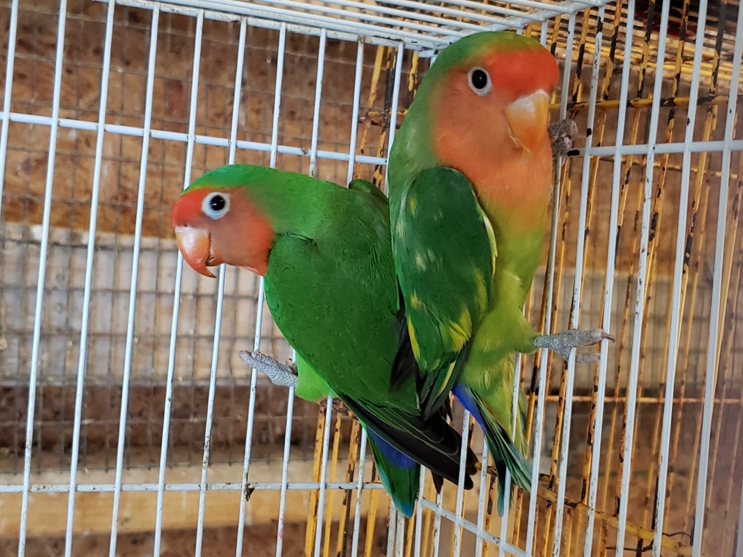 2 Haybrid Lovebirds - Free Shipping 