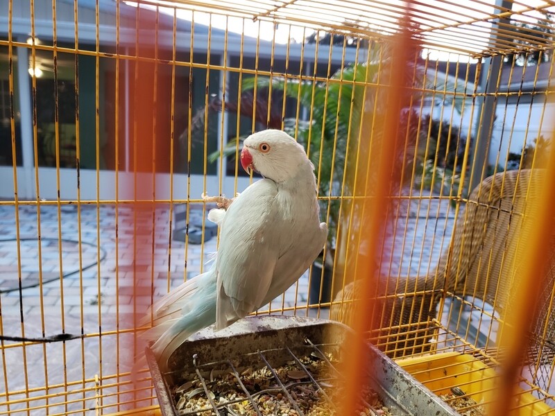 Light Blue Indian Ringneck Male
