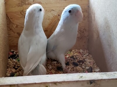 20 Parrotlets Mix Colors Free Shipping