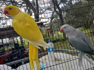 2 Indian Ringneck Yellow Male and Blue Female