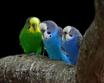 3 Parakeets Special