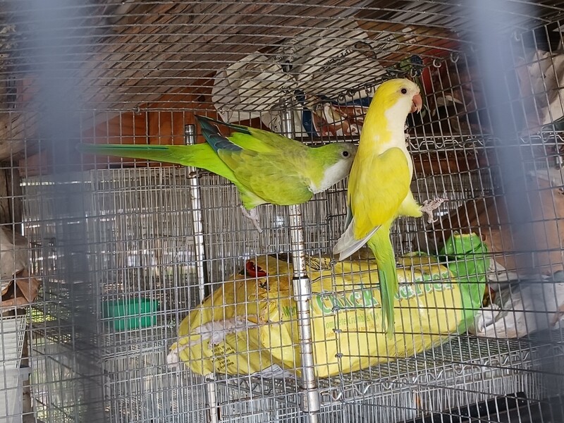 Quaker Pair Green Pastel And Yellow Pied - RARE