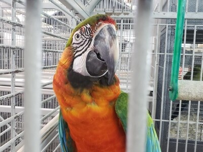 Beautiful Harlequin Macaw