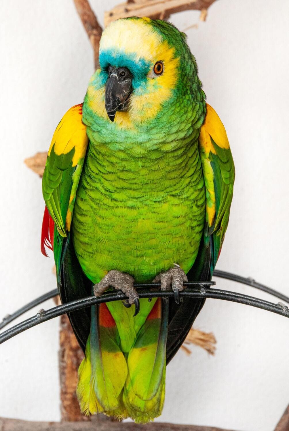 Blue Fronted Amazon Parrot For sale Male
