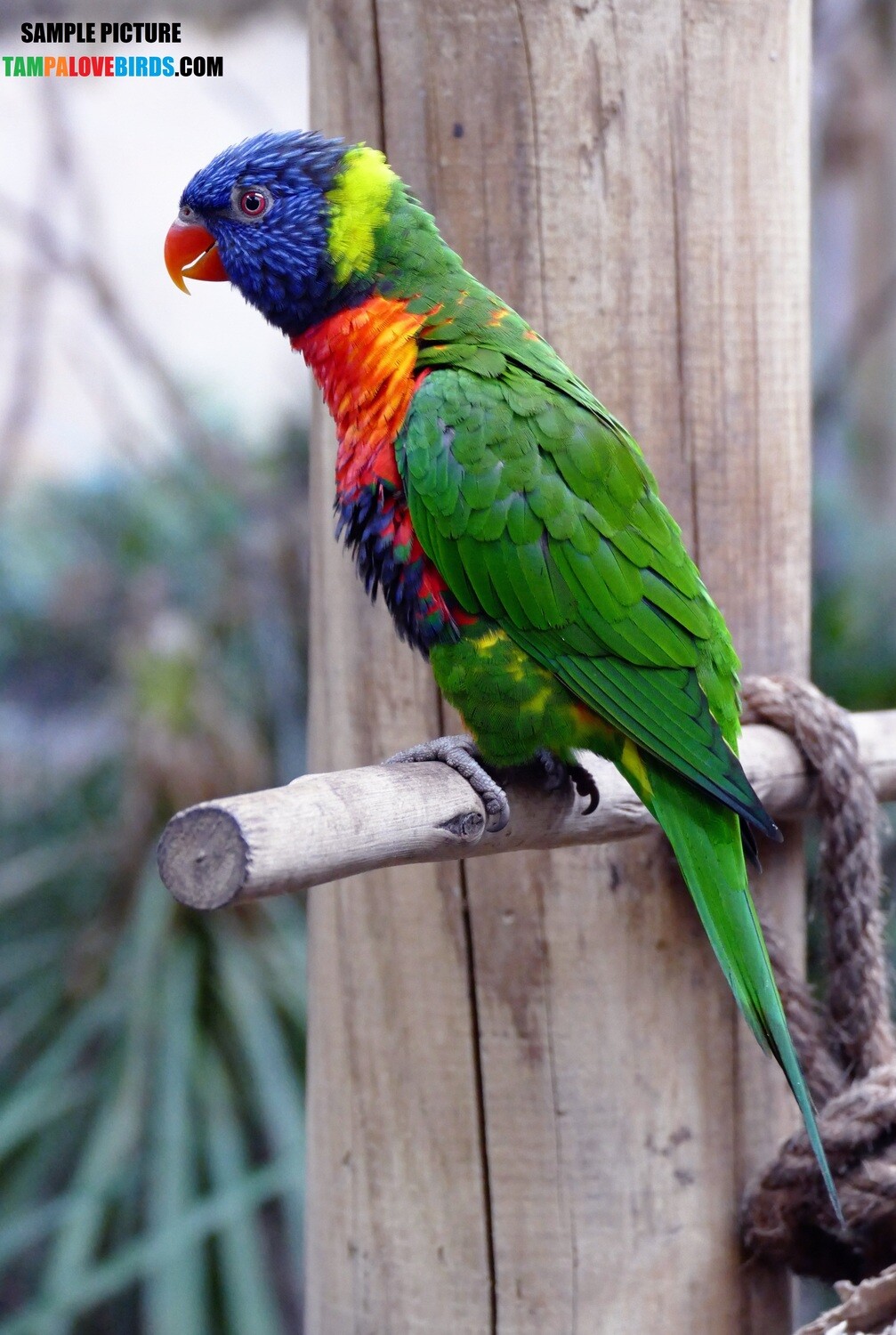 Rainbow Lorikeet Male