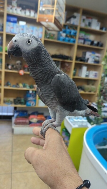 Timneh African Gray Male That talks.