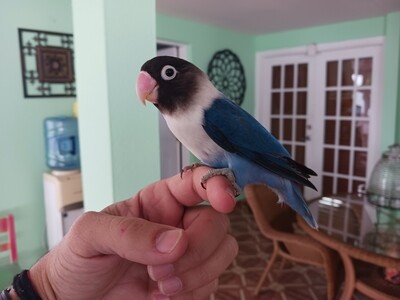 Beautiful Blue Black masked Lovebird 