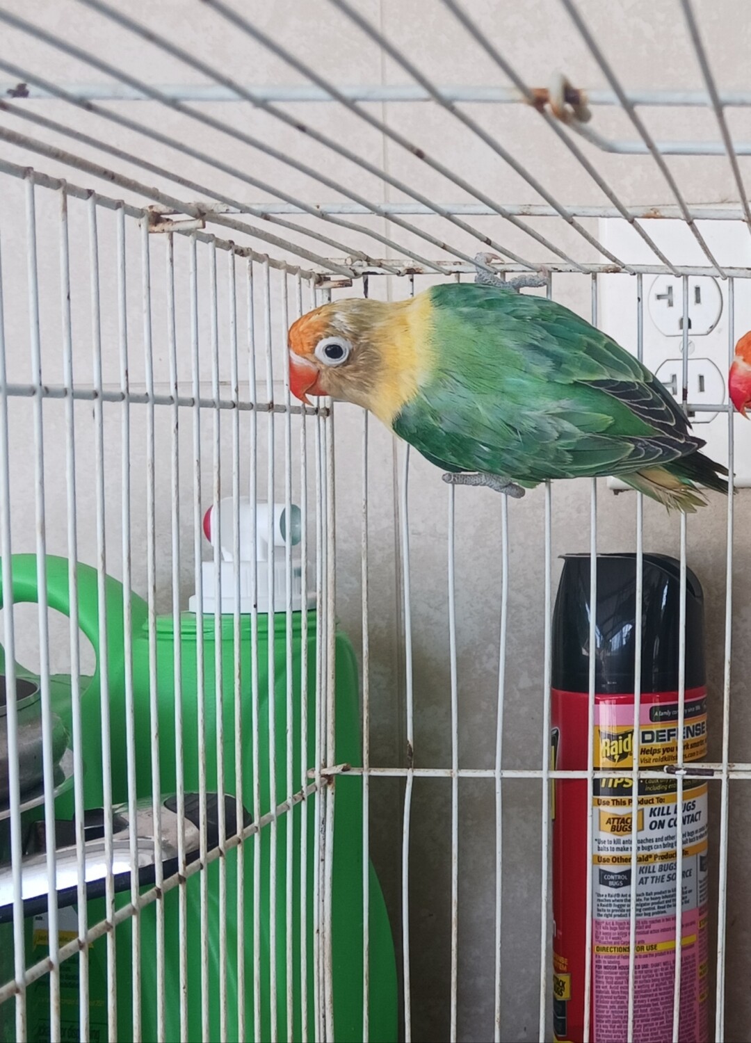 Green Opaline Parblue Fisher Lovebird ( ELITE )