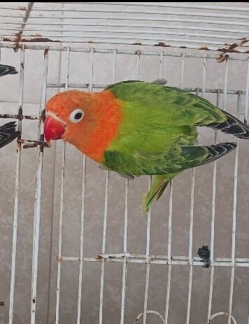 Green Opaliine Fisher Lovebird ( Elite )