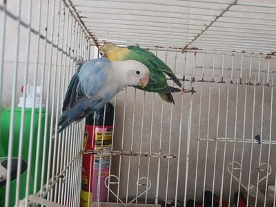blue Opaline Fisher Lovebird