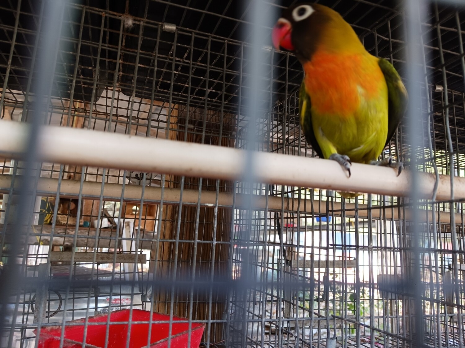 Dark Olive Black face Lovebird Female