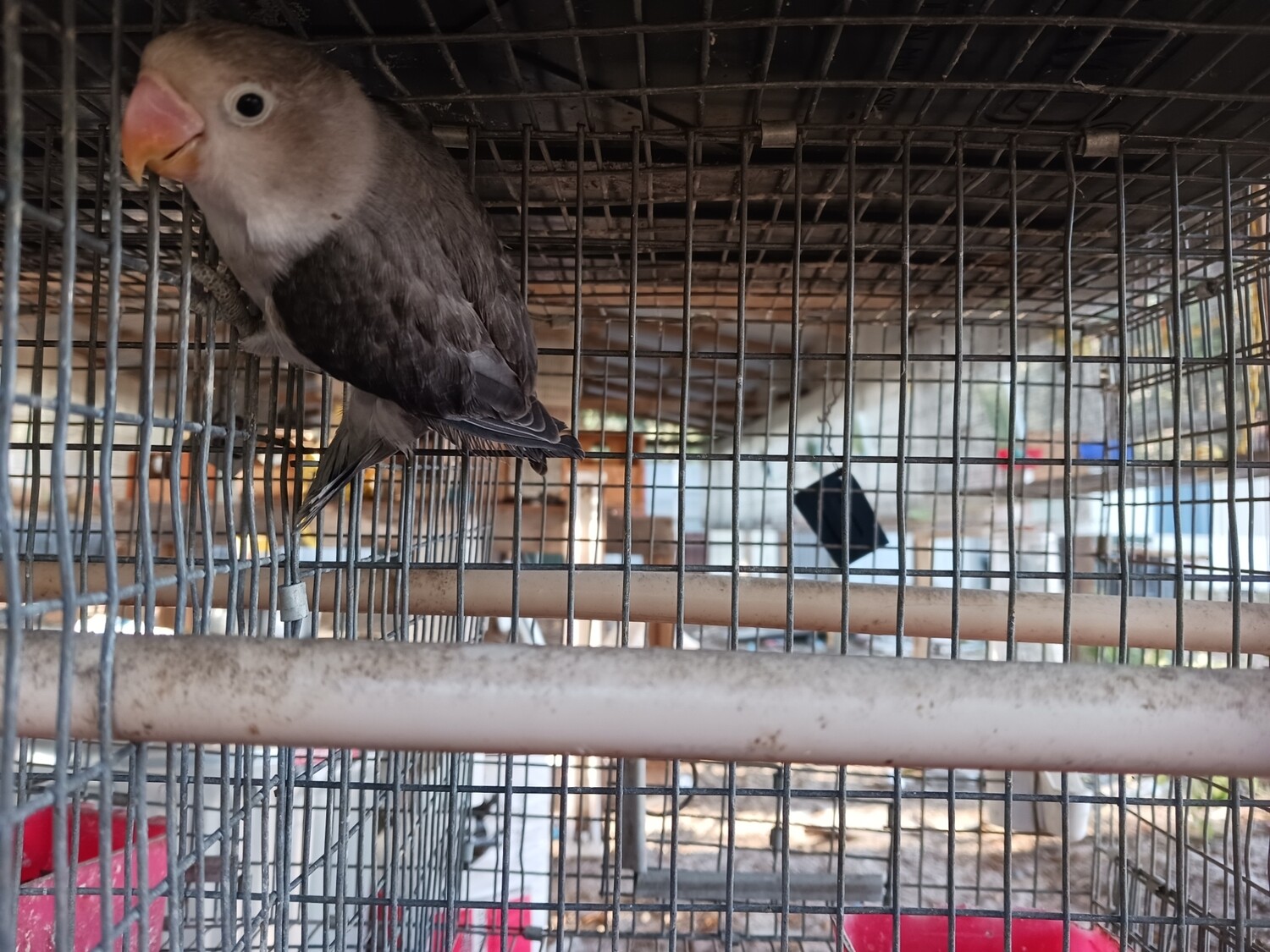 Dark Mauve Opaline Fisher Male Lovebird