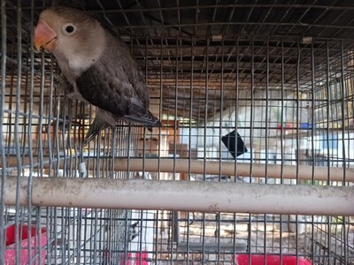 Dark Mauve Opaline Fisher Male Lovebird