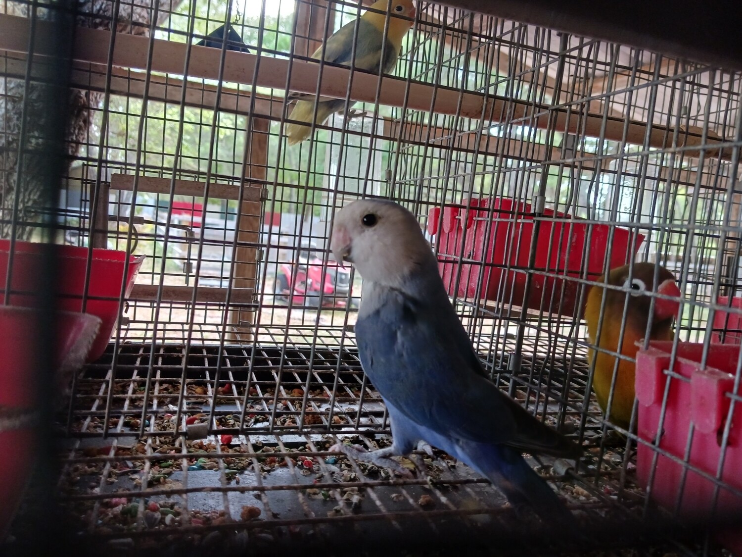 Blue Peach face Lovebird