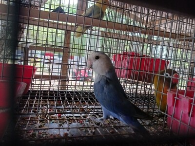 Blue Peach face Lovebird Blue Peach face Lovebird