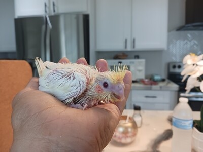 Handfed Yellow & White  red eyes baby Cockatiel