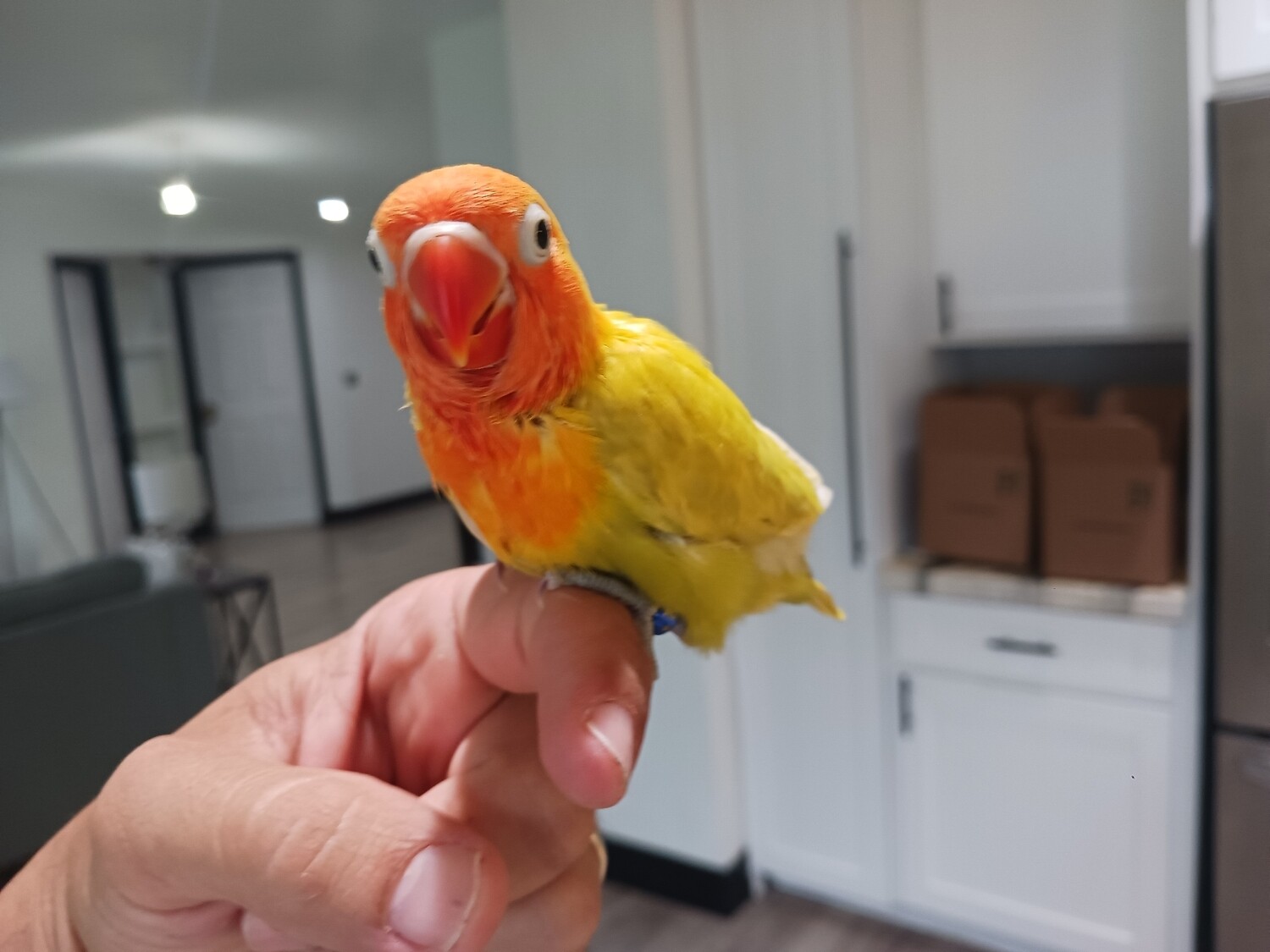 Baby Yellow Pastel  Fisher Lovebird Orange Head Handfed Tamed. PRE-ORDER