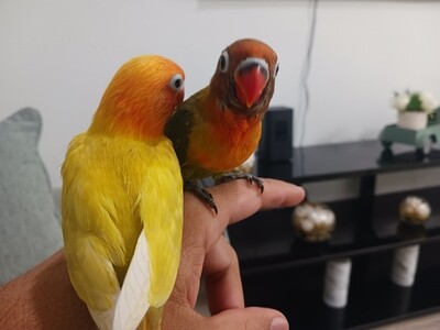 100% Handfed Handtame &amp; Friendly Lovebirds