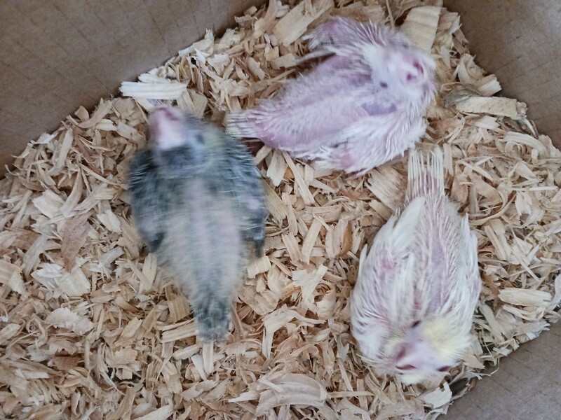 10 Cockatiels 7 Green Quakers