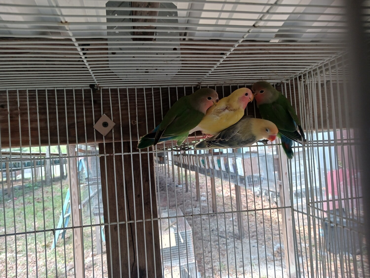 6 lovebirds 4 Green Quakers, 4 Parrotlets including shipping