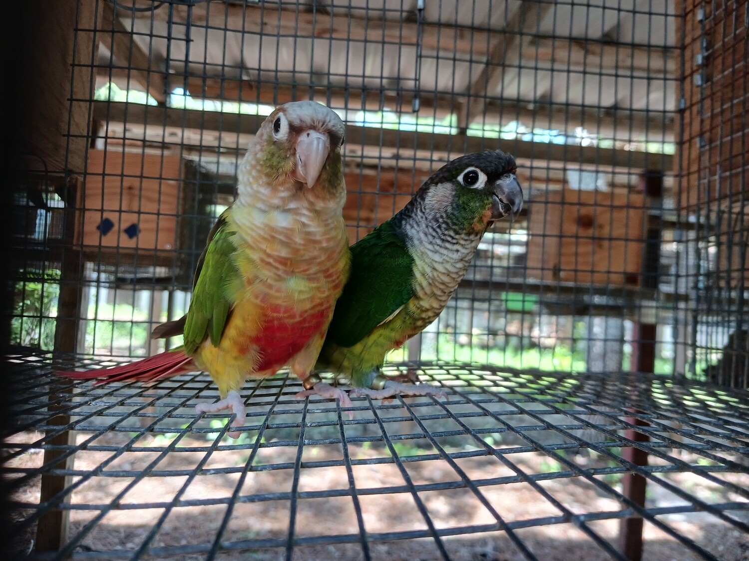 Green Cheek Conure Pair