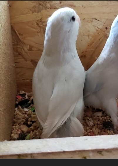 White male parrotlet