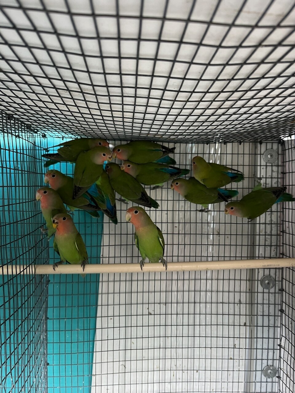 20 Green Peach Face Lovebirds