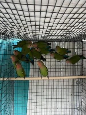 20 Green Peach Face Lovebirds