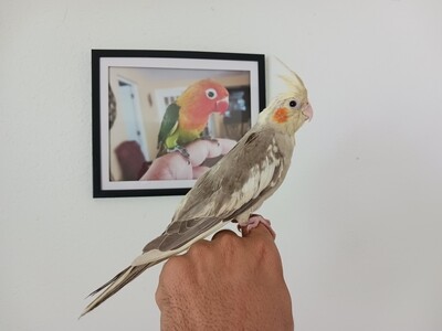 Sinamon baby Cockatiel