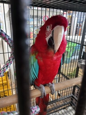 Green wing Macaw adult