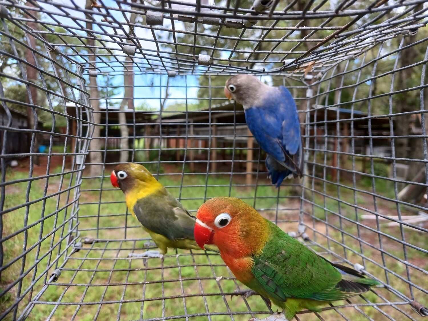 80 Lovebirds Mix colors Wholesale Deal