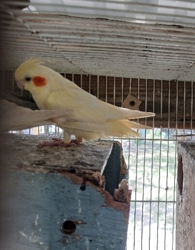 White Cockatiel Red Cheek