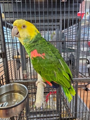  Double Yellow Head Amazon Male Parrot