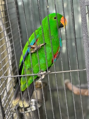 Baby Male Eclectus for sale
