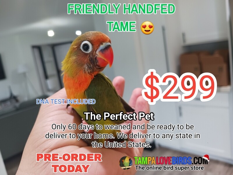 Baby Green Fisher Lovebird Red Beak Handfed Tamed. PRE-ORDER