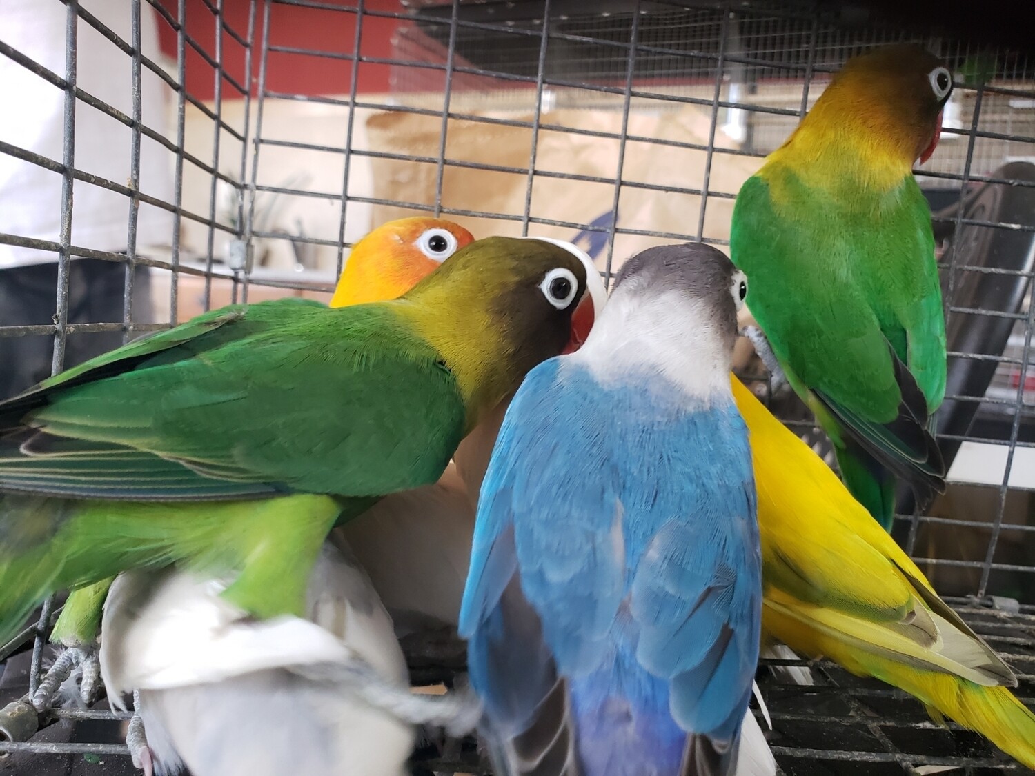 30 Lovebirds Mix colors