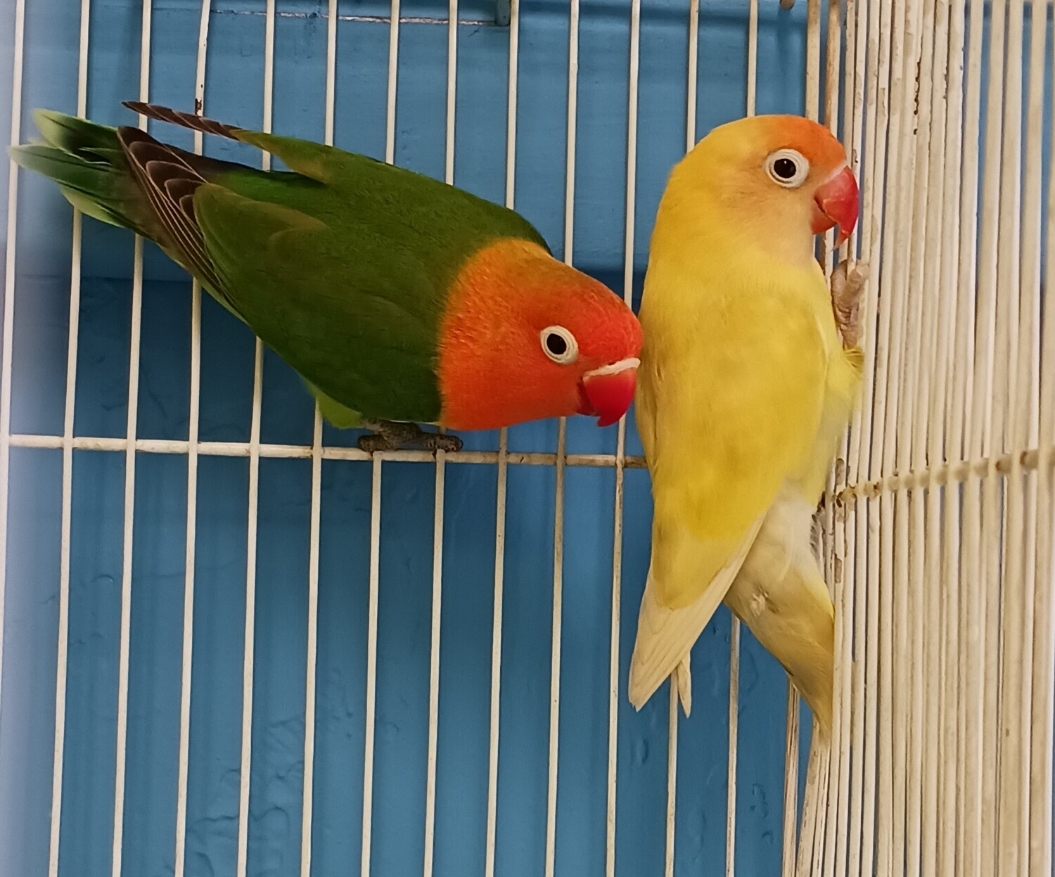 Pair of Lovebirds Yellow Head and Red Head  ( special )