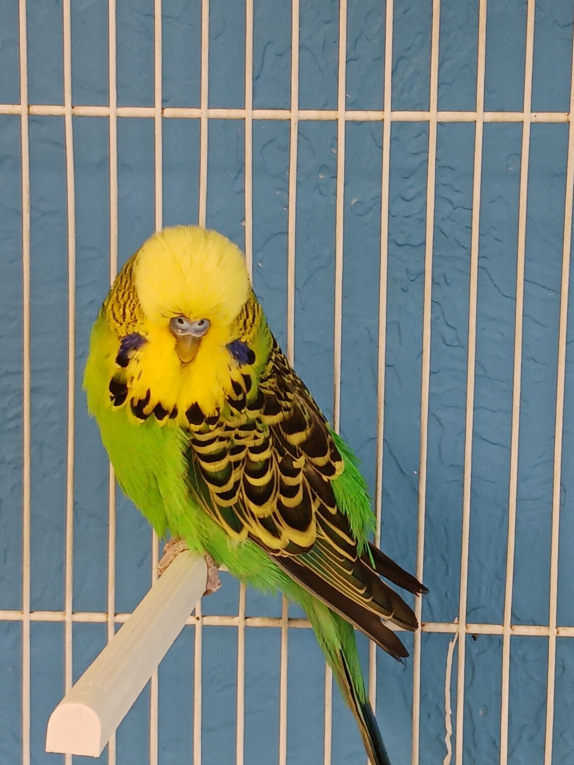 1 Green Male English Budgie