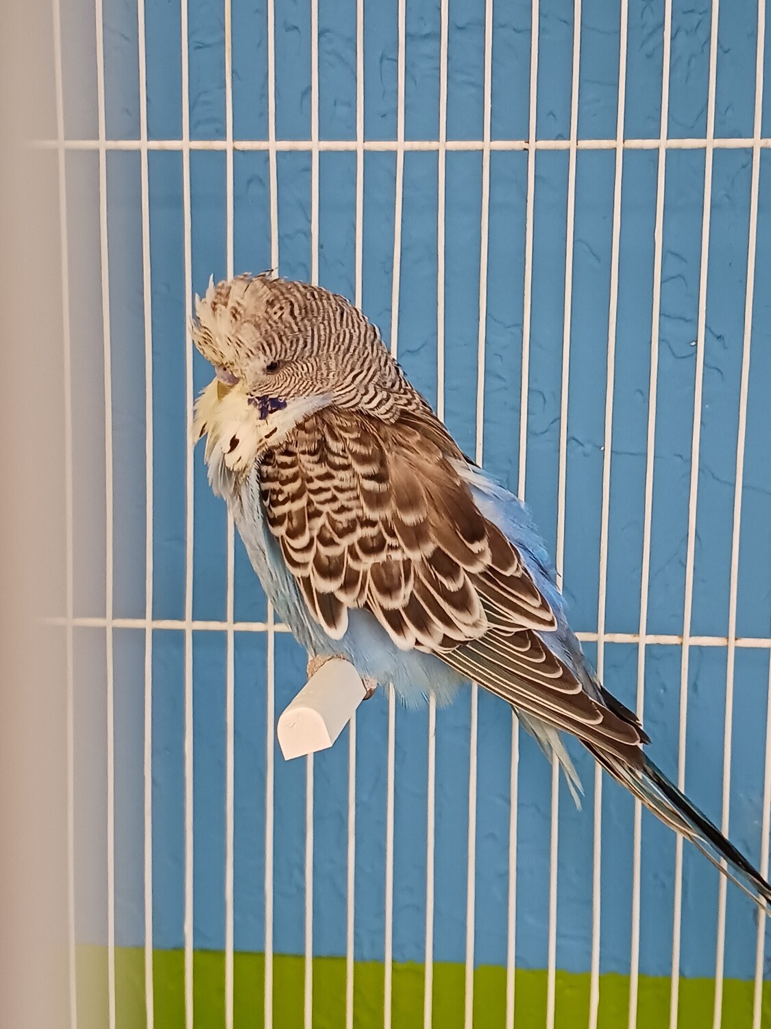 Blue Male English Budgie