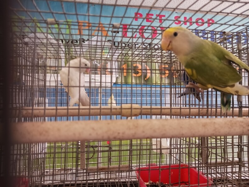 Female Peachface Lovebird