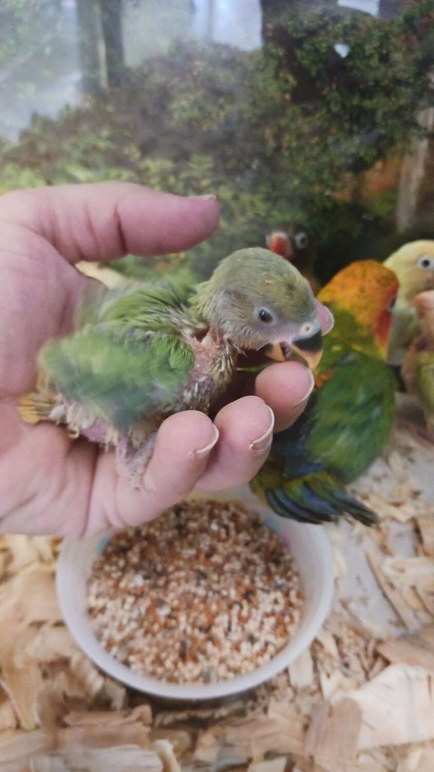 Apple The baby Peachface Lovebird  PRE-ORDER