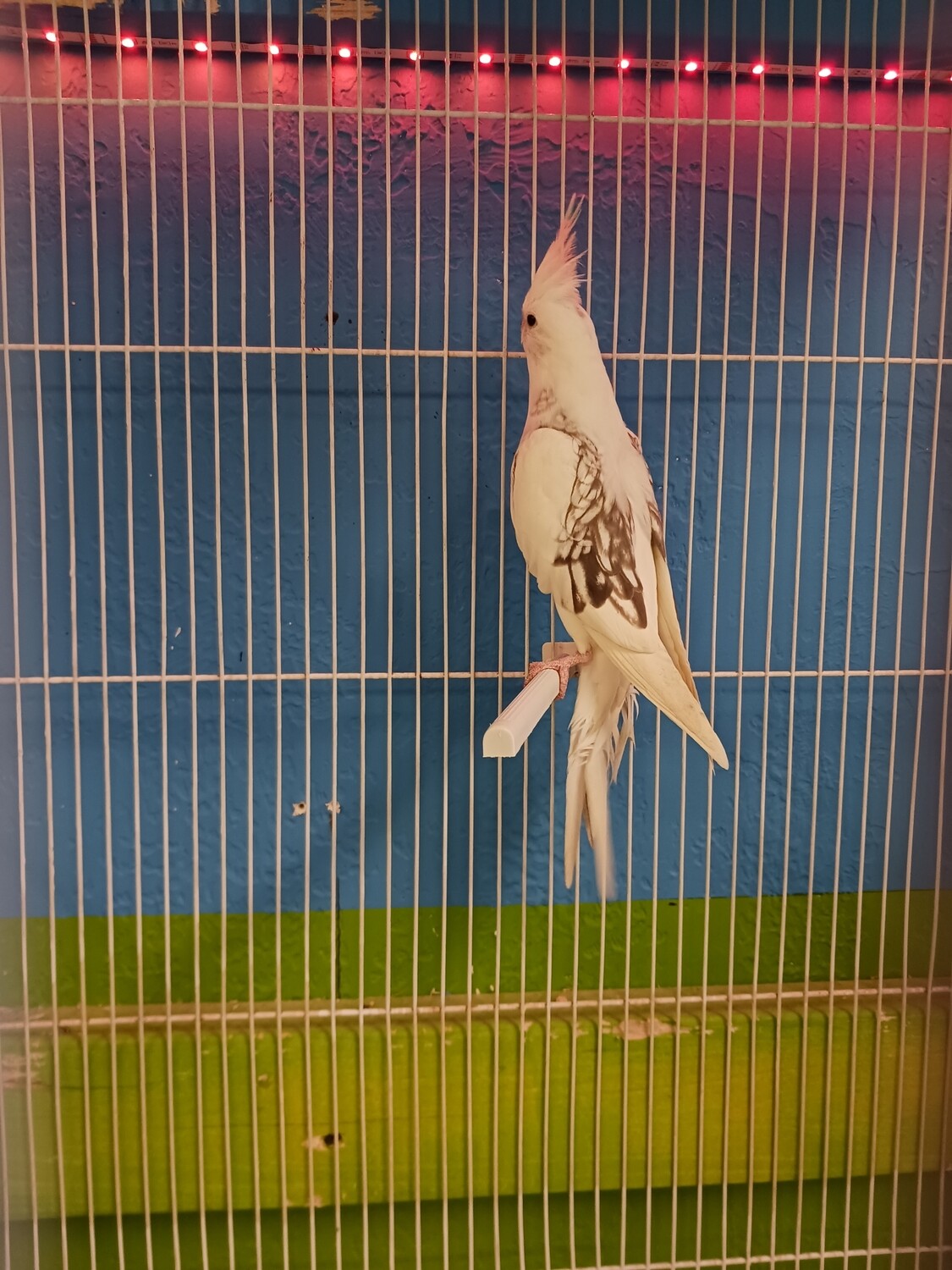1 Baby Cockatiel White face