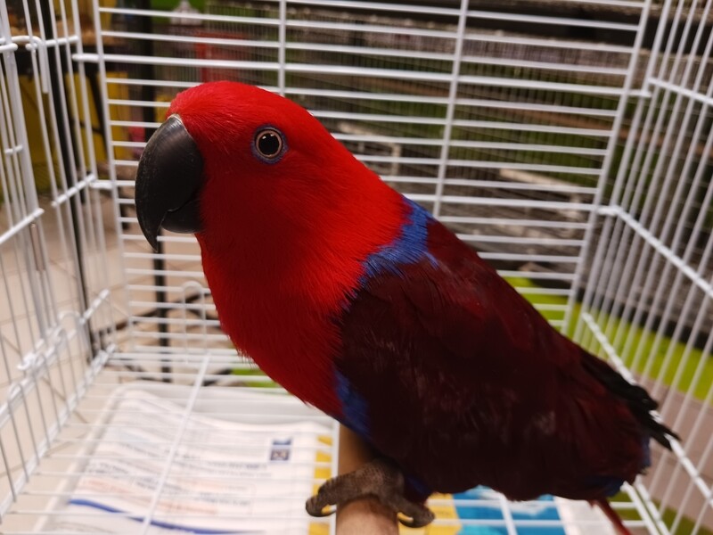 Femalel Eclectus Tame for sale Femalel Eclectus Tame for sale
