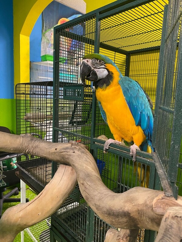 Blue And Gold Macaw For Sale