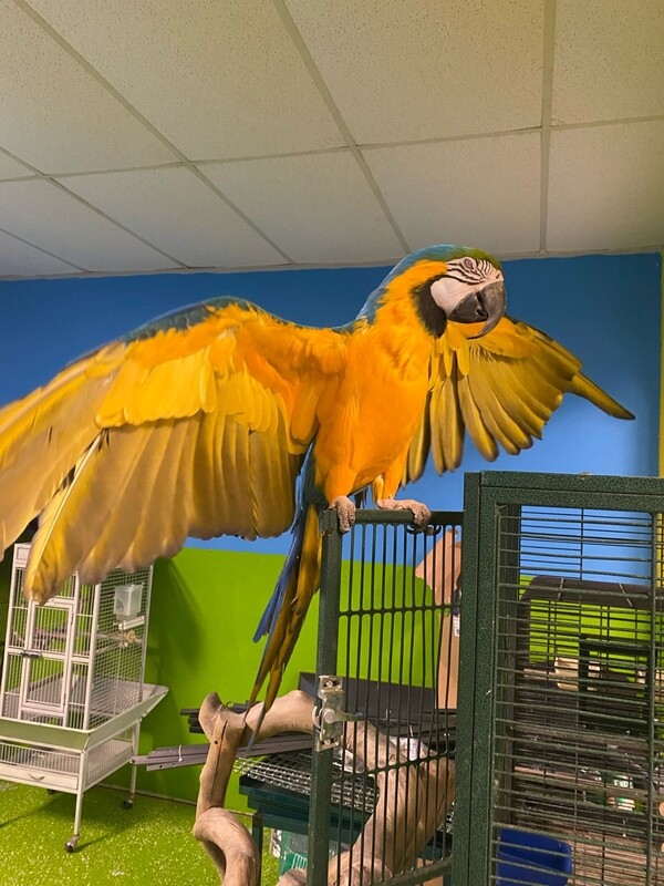 Blue And Gold Macaw For Sale