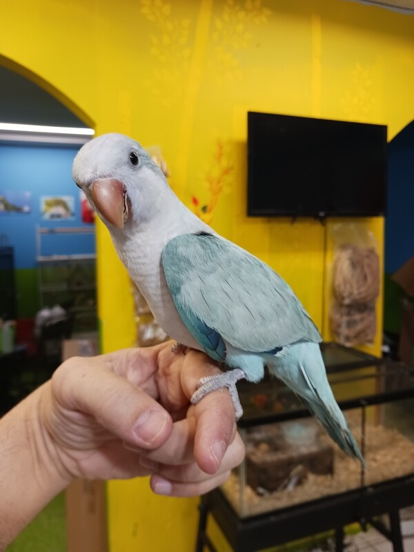 Baby Blue Opaline Quaker Parrot handfed