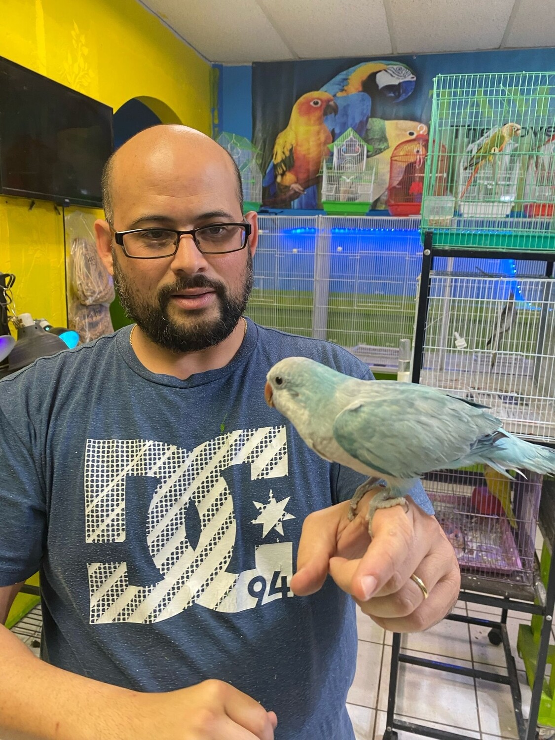 Baby Blue Opaline Quaker Parrot handfed Birds For Sale