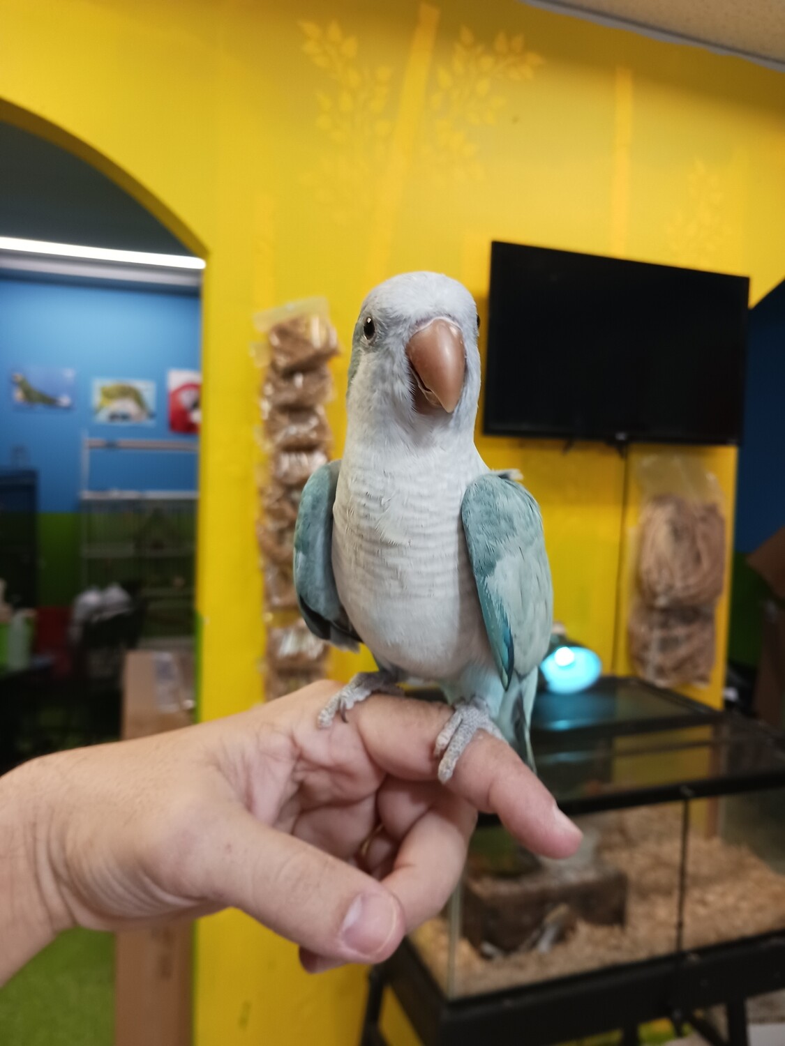 Baby Blue Opaline Quaker Parrot handfed