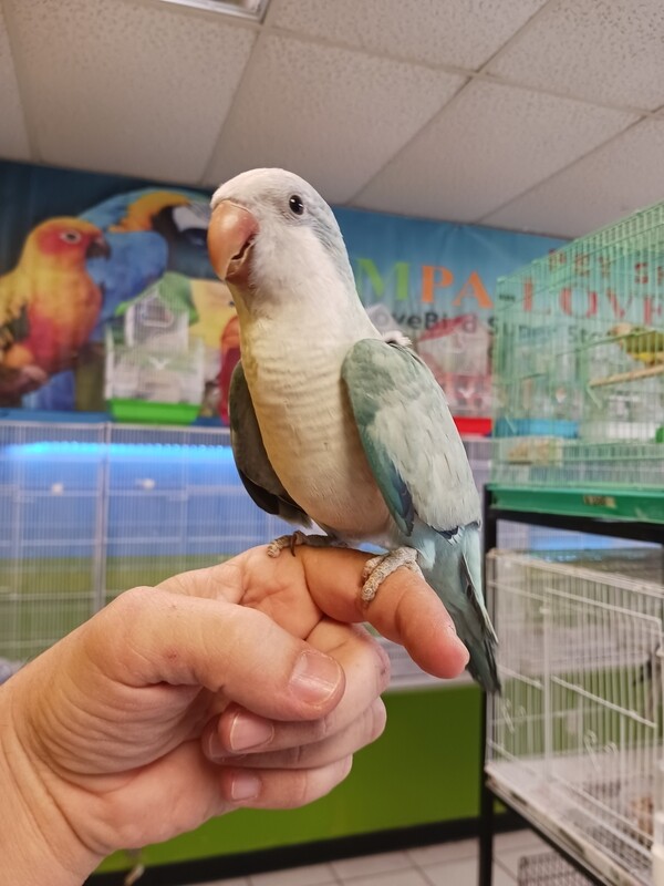 Baby Light Blue female Quaker  Parrot  Handfed